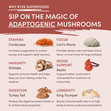 Mushroom Chicory MBJ